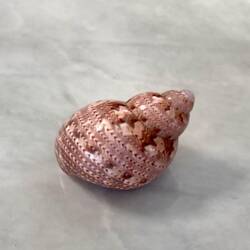 Best Shell Yet!