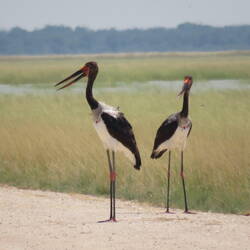 Sattelstorch