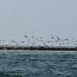 Kormorane, Pelikane und Möven
