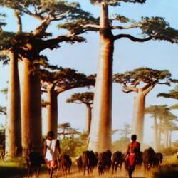 Baobabs bei Tulear