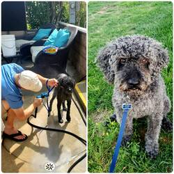 Kuma gets a clip and bath