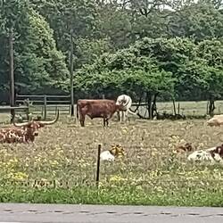 The Texas state large mammal is the longhorn. These youngsters already have horn nubs 😁