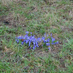 Frühblüher