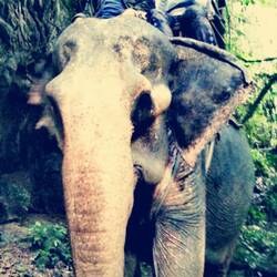 For our jungle mission, we took an elephant 🚁🐘😎!