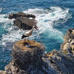 Mother stork stood up to let the sun warm her chicks