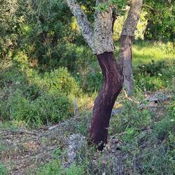 We are getting into the region of Cork oaks