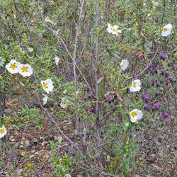 Cystus roses everywhere (Cystus Palhinhai)