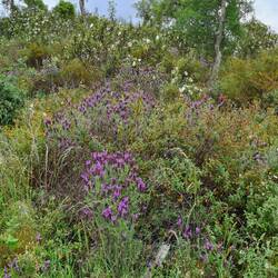 Flowers, flowers, flowers