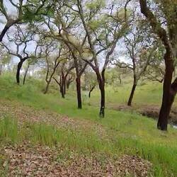 Different sounds to the sea, stream, birds, the breeze