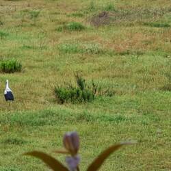 Storks o n a flooded football field full of frogs