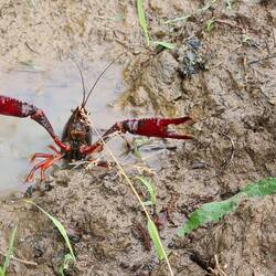 Joe the crab, didn't like me walking g along his path, or should I say lake!