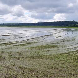 Water everywhere! All fields are flolded