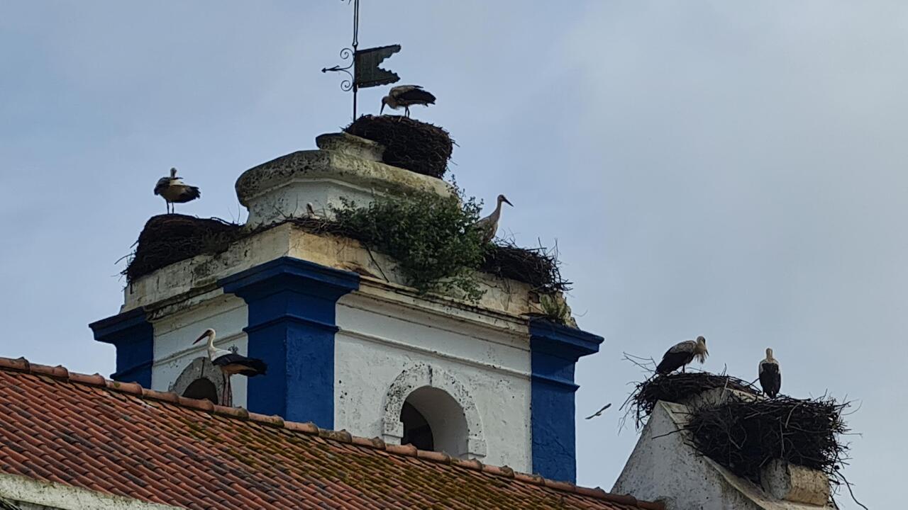 The churches are locked, also for pilgrims, at least someone User them. Storks looking after their babies