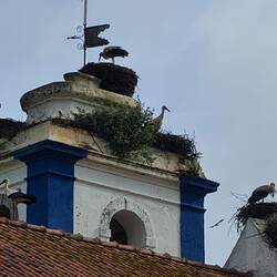 The churches are locked, also for pilgrims, at least someone User them. Storks looking after their babies