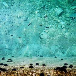 Tonnes of fish and sea urchins