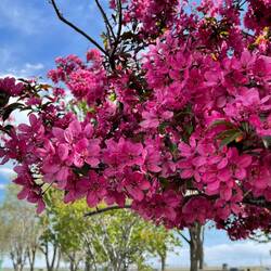 Spring blooms @ the I-84 rest area near Boise, ID.