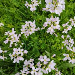 Wiesenschaumkraut