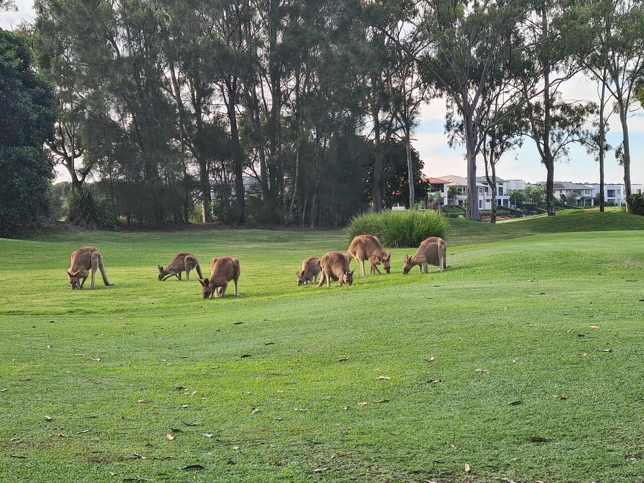 Hmm Kangaroo's on the Golf Course