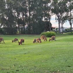 Hmm Kangaroo's on the Golf Course