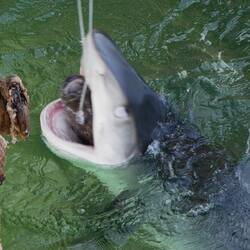 Tiger Shark Feeding