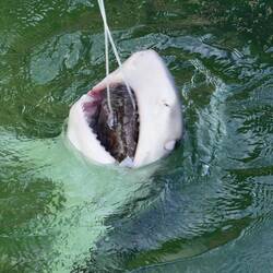 Tiger Shark Feeding