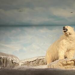 Oh my what big teeth you have ... Polar Bear @ the Alyeska Resort — Girdwood, AK.
