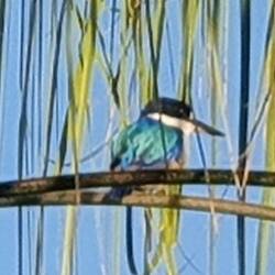 Sentinal kingfisher