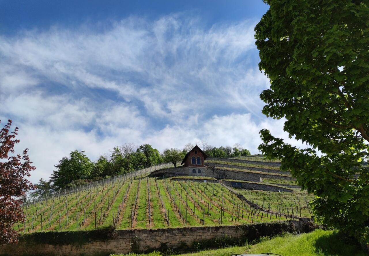 Weinberg in Freyburg