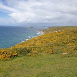 Beautiful gorse in full bloom