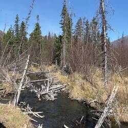 So quiet ... except for the water trickling over the rocks — Eagle River Nature Center, AK.