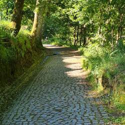 Beautiful shady paths this morning