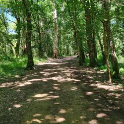 Mixed forests of oak, chestnut and eucalyptus make for a wonderful atmosphere