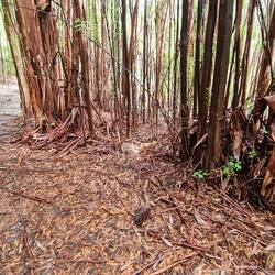 By contrast, a eucalyptus forest from a few days ago, nothing can grow below the trees because of the acidity