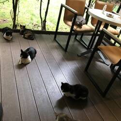 Katzenparadies...