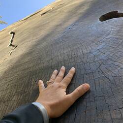 A slab of a cross cut from one of the Sequioas.