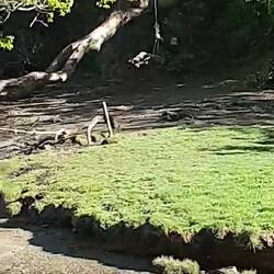 Peter finds the swing Orla and I played on last season