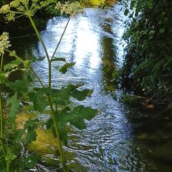 Beautiful stream leading into pontevedra