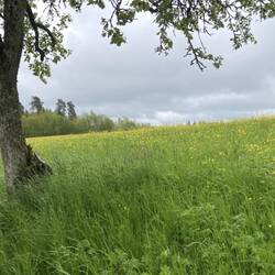 Ausser dem Hahnenfuß haben alle anderen Blüten vorübergehend geschlossen.