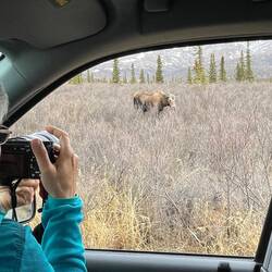 A "me photographing a moose" photo op — Denali NP, AK.