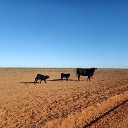 Yay! Other life 🐄