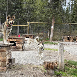 When the walkers show up, the dogs get excited — Denali NP Kennels, AK.