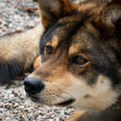 Royal ... puppy eyes — Denali NP Kennels, AK.