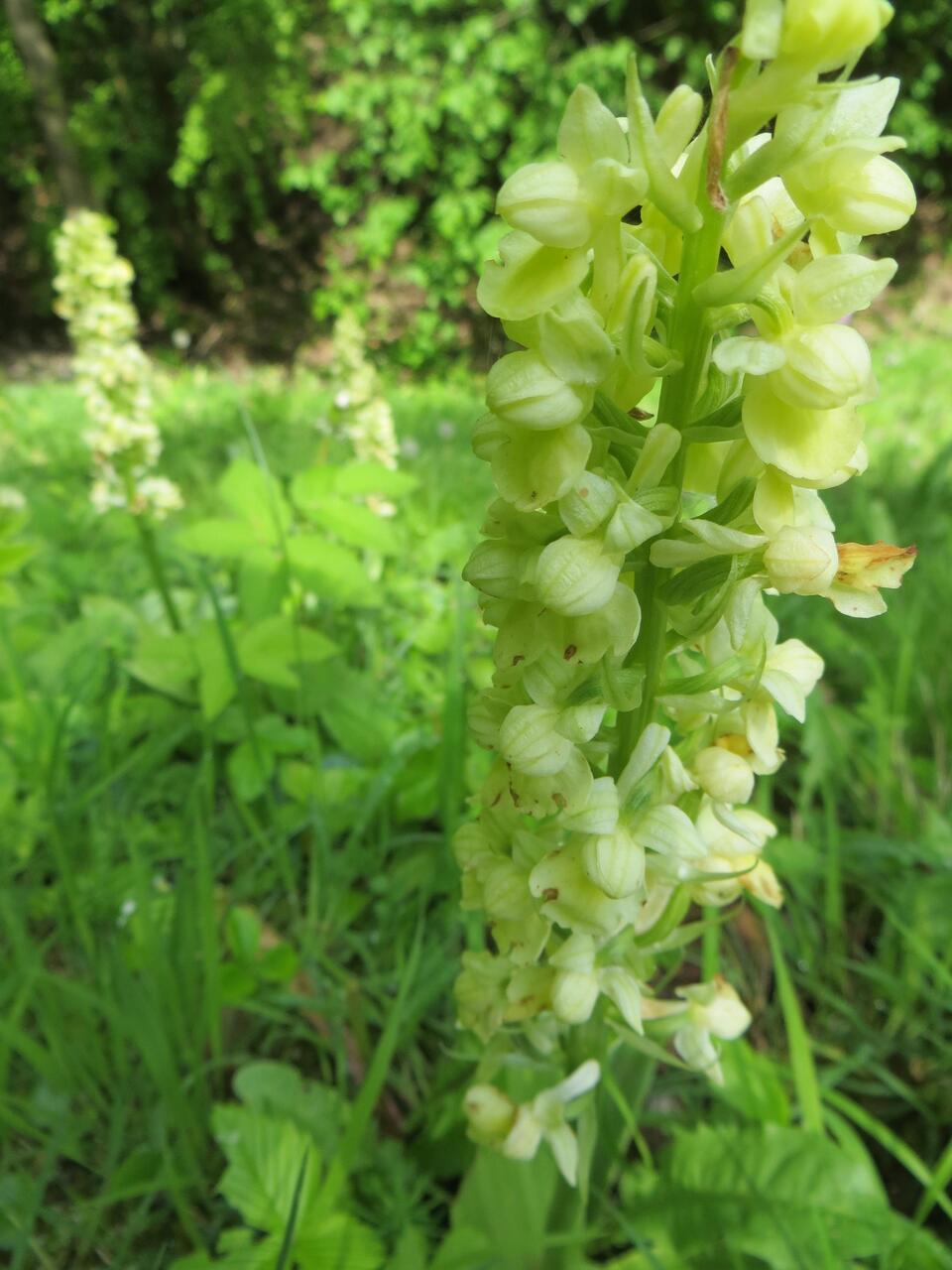 Weißzüngelorchidee