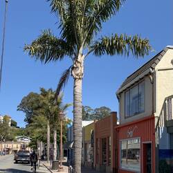 Cyclist in front of us has his surf board attached.