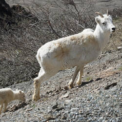 Dall sheep — Denali Tundra Wilderness Tour, AK.