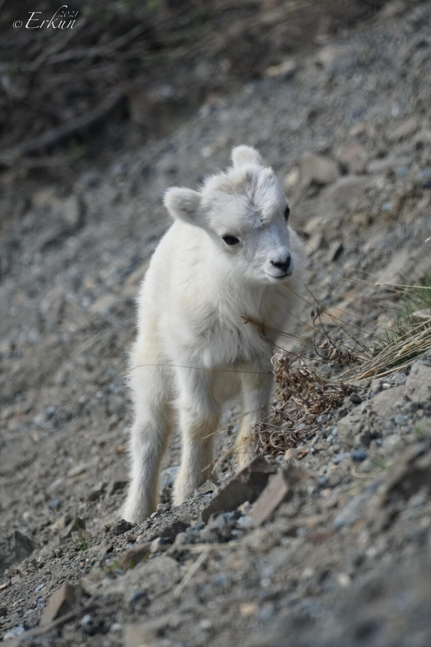 Cute-as-a-button Dall sheep lamb — Denali Tundra Wilderness Tour, AK.