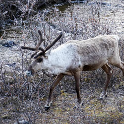 Caribou — Denali Tundra Wilderness Tour, AK.