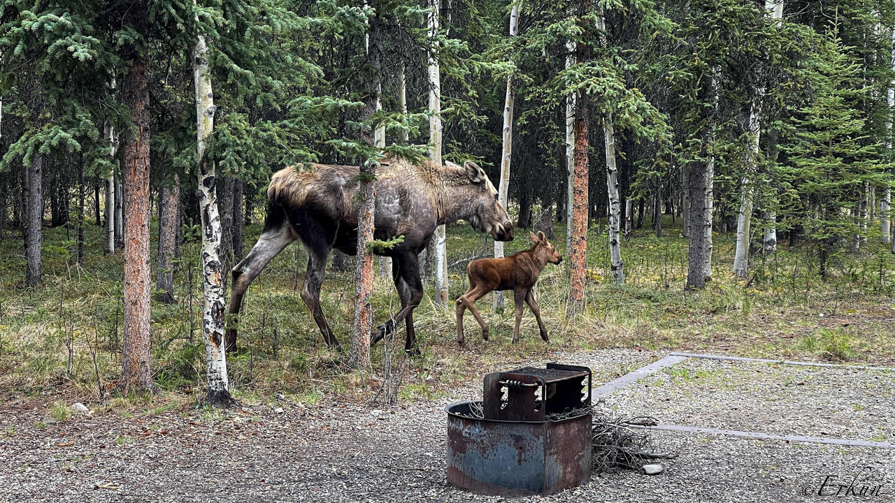 Our unexpected visitors ... but where's the other twin? — Riley Creek Campground @ Denali NP, AK.
