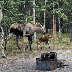 Our unexpected visitors ... but where's the other twin? — Riley Creek Campground @ Denali NP, AK.