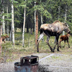 And here comes the other twin ... gamboling through the trees — Riley Creek Campground @ Denali NP.